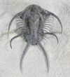 Top Quality Ceratarges Trilobite - #25168-1